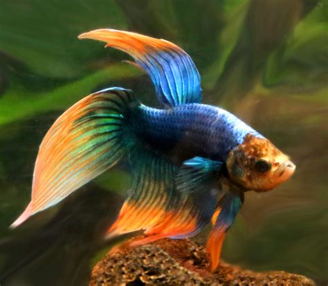 Premium Wysiwyg Male Unique Betta Fish