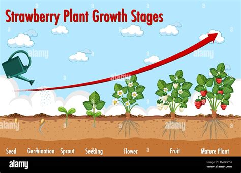 Ilustraci N Del Diagrama Del Ciclo De Vida De La Fresa Imagen Vector De Stock Alamy