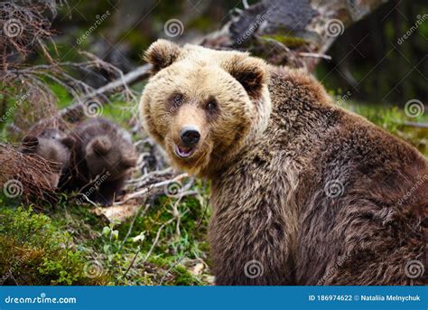 Brown Mother Bear Protecting Her Cubs In Summer Forest Stock Photo
