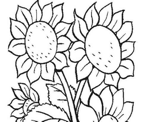 39 gambar sketsa bunga indah sakura mawar melati matahari. 51+ Terkini Gambar Jaringan Batang Bunga Matahari