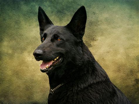Download this free picture about alsatian black eyes german from pixabay's vast library of public domain images and videos. Black German Shepherd Dog III Photograph by Sandy Keeton