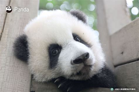 Cute Panda Panda Bear Animals And Pets Bears Babies Children