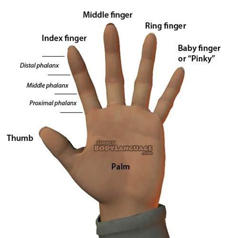 영어 표현 Finger Names Index Finger 손가락 이름을 알아보자 English Language