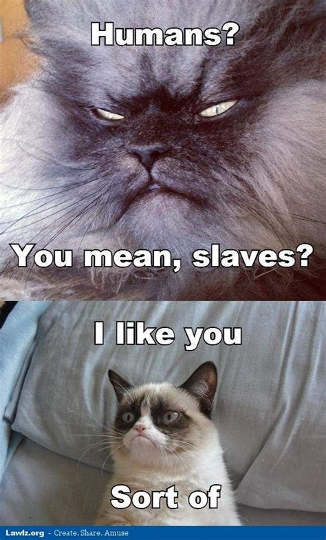 Grumpy Cat And Colonel Meow Grumpy Cat Humor Grumpy Cat