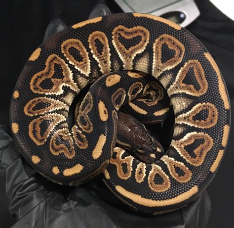 Huffman Het Red Axanthic Ball Python By Rodney Atkinson Ball Pythons