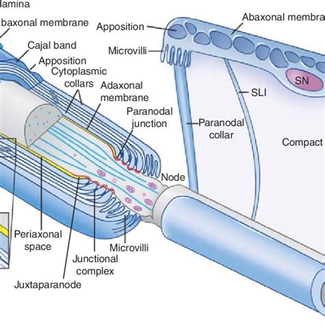 Schematic Organization Of The Compact Myelin Sheath Myelin Forms