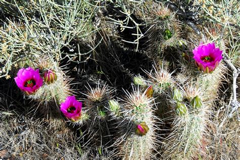 Hedgehog Cactus Surprise Valley Grand Canyon Arizona