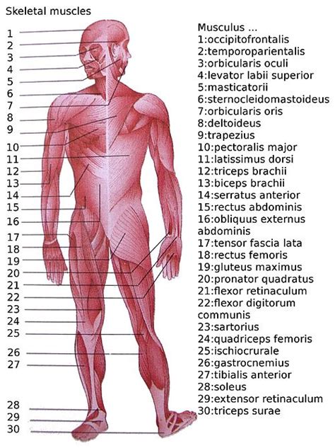 The bones are the pulley systems onto which muscles act, the latter being capable of contracting and relaxing. List of skeletal muscles of the human body - Wikipedia