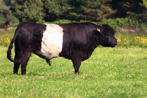 Filebelted Galloway Bull Wikimedia Commons