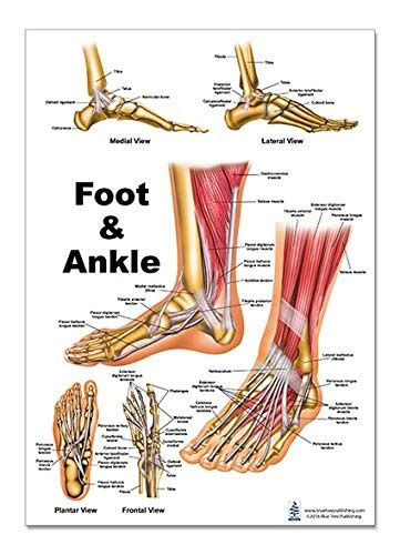 Foot And Ankle Anatomical Poster Size 12wx17t Industrial