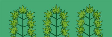 Lerne mit den 12 tipps in diesem artikel, wie du dein gras umweltfreundlich und nachhaltig anbauen kannst! Cannabis Zuhause Anbauen Anleitung