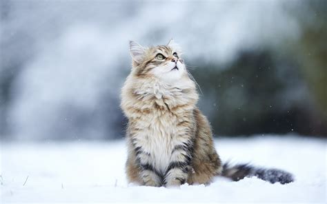 Animals Cat Snow Looking Up Wallpapers Hd Desktop And