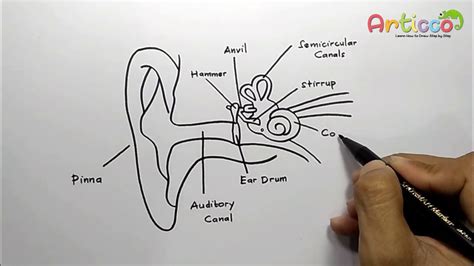 How To Draw Human Ear Diagram With Labelling