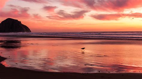 Mv55 Sunset Beach Bird Red Orange Nature Sea