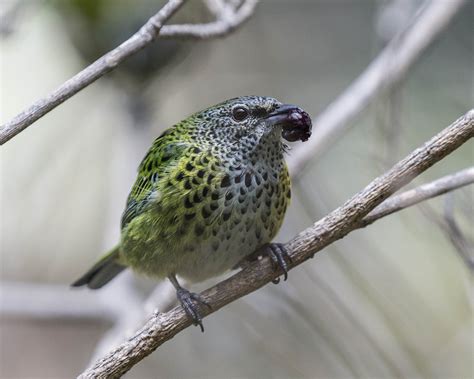 Pictures and information on Spotted Tanager