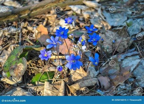 Purple Small Hepatica Or Liverwort Flowers Growth In Spring Forest