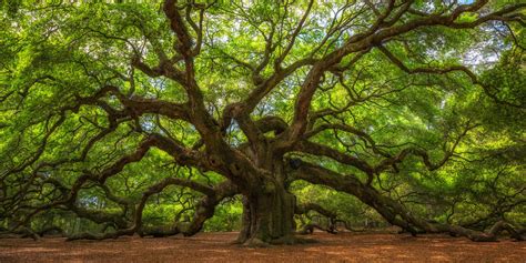 Oak Tree Meaning Symbolism And Significance A Z Animals