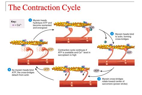 Muscle Contraction Cycle Muscular System Anatomy Basic Anatomy And Physiology Muscle Contraction