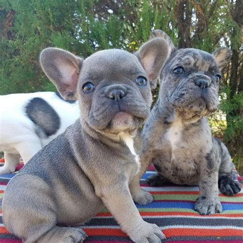 How Much Are French Bulldogs Fivelime