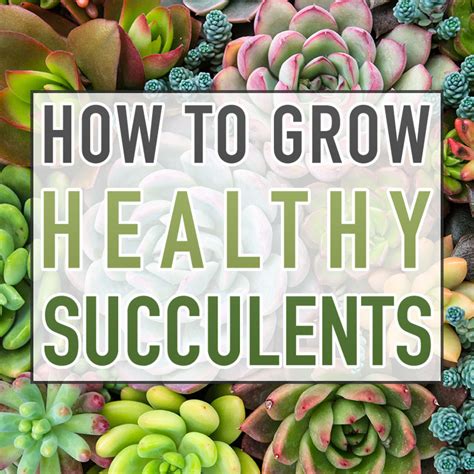 How To Grow Healthy Succulents The Cottage Market