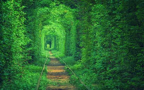 Green Tunnel Path Nature Forest Trees Wallpapers Hd