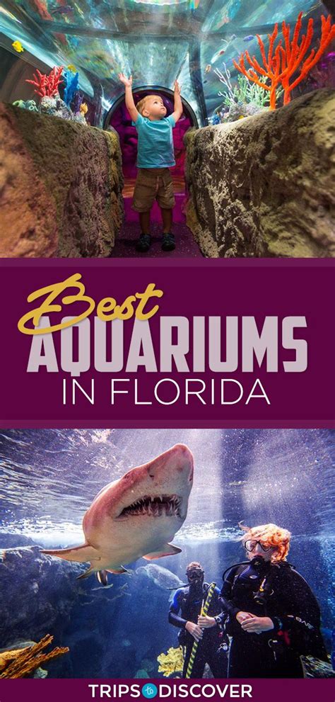 Top 10 Best Aquariums In Florida Trips To Discover Florida Travel