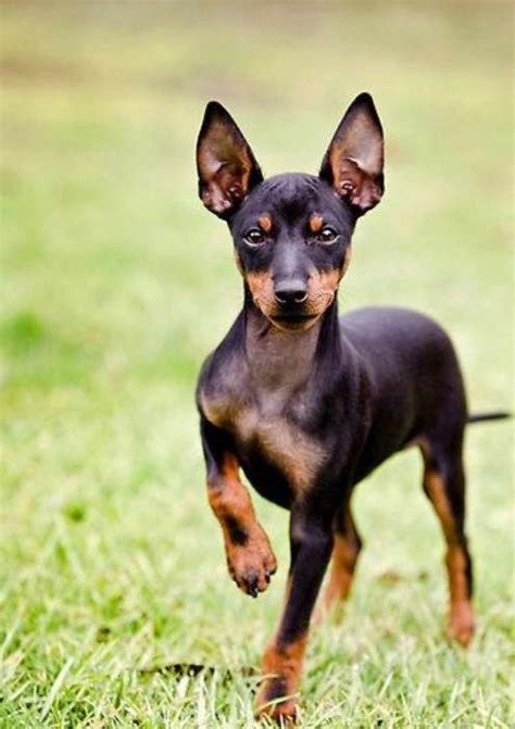 How Much Is A Manchester Terrier Puppy Anything Terrier