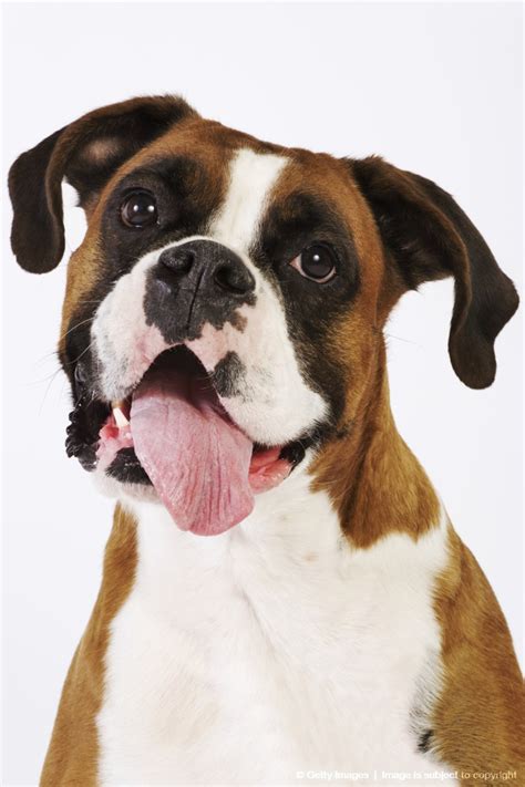 Portrait, dog, paws, puppy, black background, beagle. Dog White Background | Amazing Wallpapers