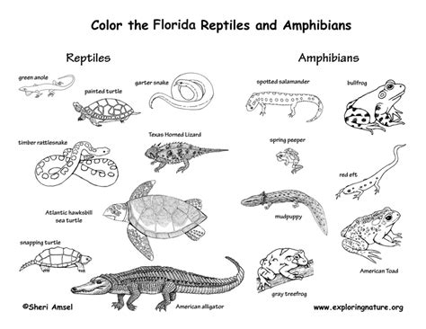 Students will use the rubric. Florida Habitats, Mammals, Birds, Amphibians, Reptiles