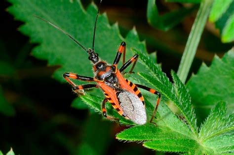 What Is The Deadly Kissing Bug The Us Sun