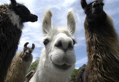 Free Download Funny Llama Pics Funny Wallpaper 650x450