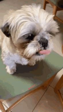Lick Lips Cute Gif Lick Lips Cute Puppy Discover Share Gifs