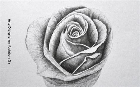 Cómo Dibujar Una Rosa A Lápiz Como Dibujar Rosas Dibujos De Rosas