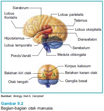 Otak merupakan salah satu organ vital manusia yang memiliki peranan sangat penting. Susunan Dan Macam-Macam Sistem Saraf | Eleven Science 2012