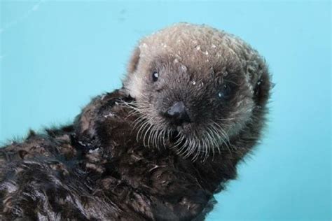 Alaska Sea Otter Makes Super Bowl Sunday Splash In Seattle Sea Otter Seattle Aquarium Otters