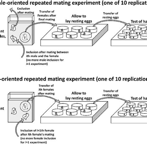 Schematic Diagram Of The Female And Male Oriented Repeated Mating Download Scientific Diagram