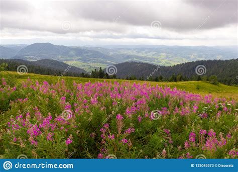 Mountain Landscape With Pink Flowers Stock Image Image Of Natural