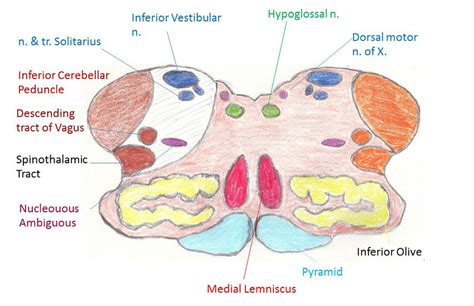 The Neuroanatomy Of The Brain Stemm Region Demostrating The Tracts And