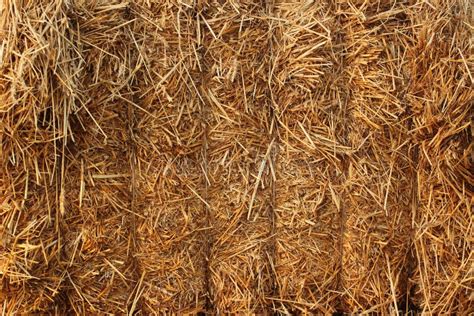 Bale Of Hay Closeup Texture Straw And Stubbles On A Harvested Wheat