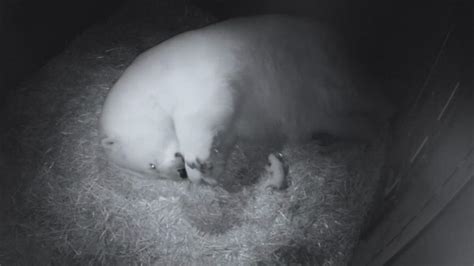 polar bear gives birth to twin cubs at sea world australia