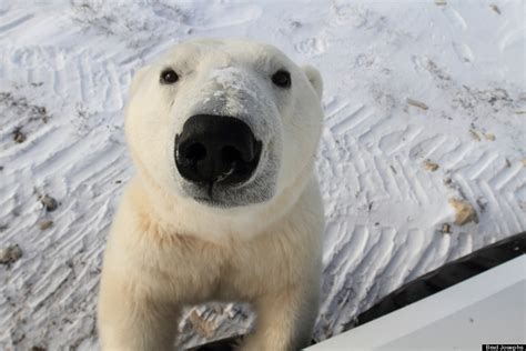 Tundra Lodge Puts You Face To Face With Polar Bears In Northern Manitoba