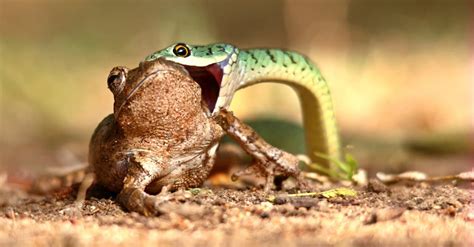 Frog Makes A Heroic Escape From A Slithering Black Snake A Z Animals
