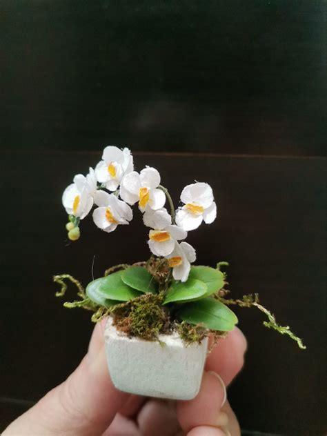 Miniature Orchid Fanelopis With White Flowers Miniature Etsy