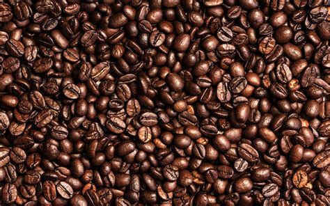 Coffee Bean Thursday Special Peaberry Wikipedia What Is The