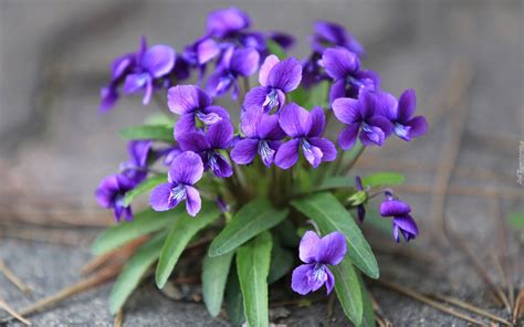 February Birth Flower The Violet