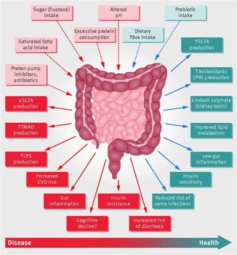 This organism can be a microbe like bacteria, protozoa, fungi, or even viruses.sometimes they can be caused by parasites like ascaris, nematodes which survive in the human body for years. Role of the gut microbiota in nutrition and health | The BMJ