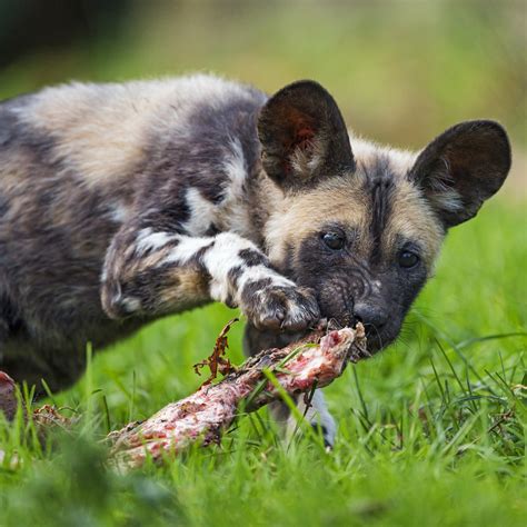 Closeup Of A Wild Dog Eating Meat A Closeup Of A Wild Dog Flickr