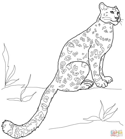 Snow Leopard Sitting Coloring Page Free Printable Coloring Pages