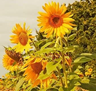 Bunga matahari selalu mengikuti matahari sejak terbit hingga terbenam. 6 Filosofi Bunga Matahari dan Makna Bunga Matahari