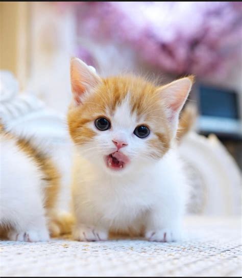 Munchkin Kittens For Sale In San Diego Caption Simple